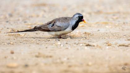Kap Kumrusu