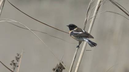 Sibirya Taşkuşu