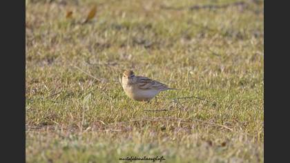 Bozkır Toygarı