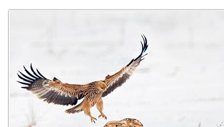 30 binden fazla canlı türünün nesli tükenme tehlikesiyle karşı karşıya