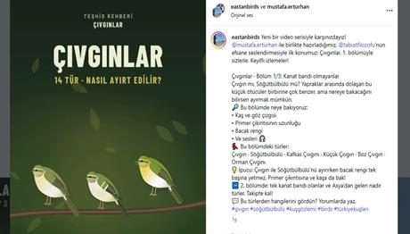 Nasıl Ayırt Edilir - Çıvgınlar