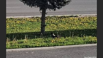 Leş Kargası