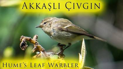 Akkaşlı Çıvgın video