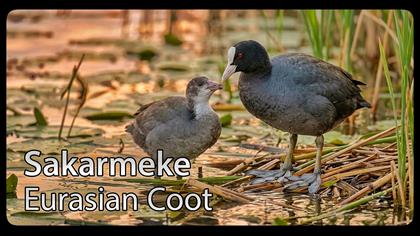 Sakarmeke video