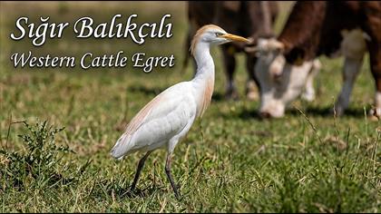 Sığır Balıkçılı 