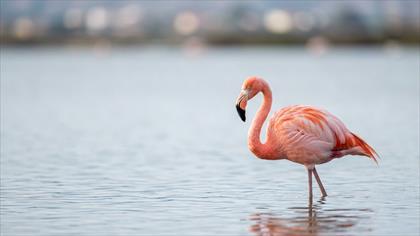 Flamingo video