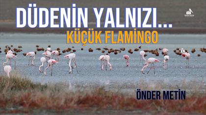 Küçük Flamingo