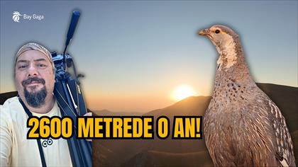 2600 Metrede Bir Mucize: Yahyalı Urkeklik Gözlemi