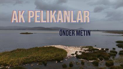 Ak Pelikan