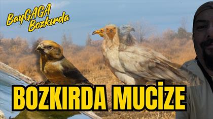 Küçük Akbaba