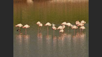 Flamingo