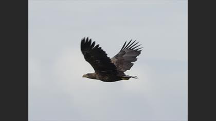 Akkuyruklu Kartal