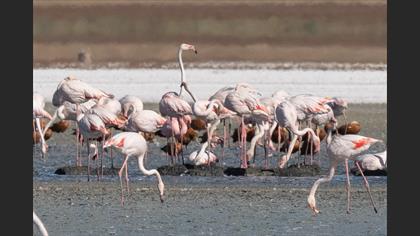 Küçük Flamingo