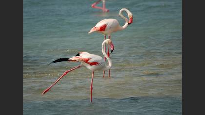 Flamingo