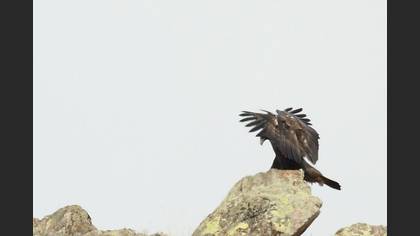 Tanımsız