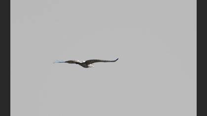 Yılan Kartalı