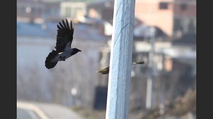 Tanımsız