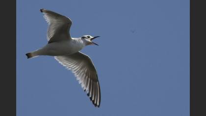 Tanımsız