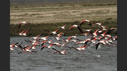 Flamingo