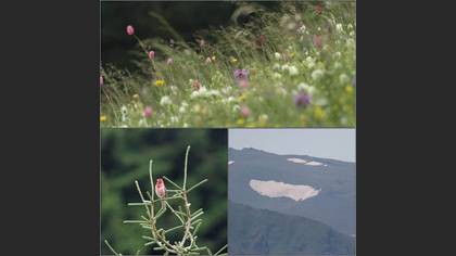 Tanımsız