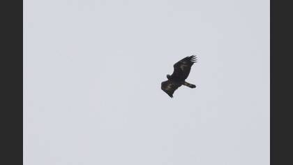 Kaya Kartalı
