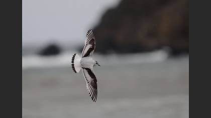 Küçük Martı