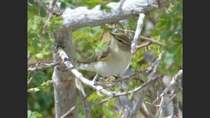 Boz Çıvgın