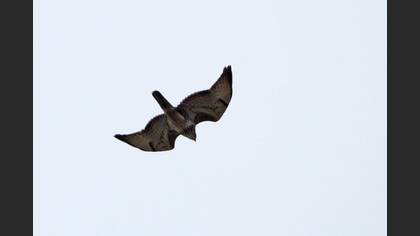 Tanımsız