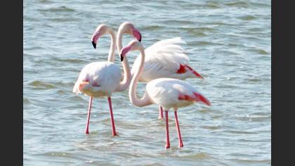 Flamingo