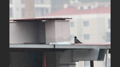 Leş Kargası