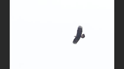 Şah Kartal