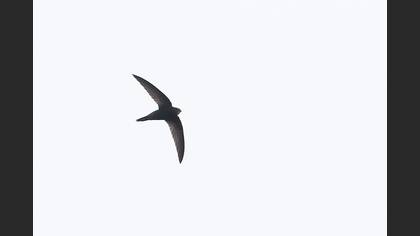 Ebabil