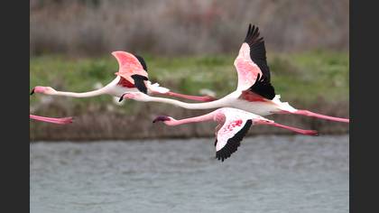 Küçük Flamingo