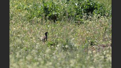 Turaç
