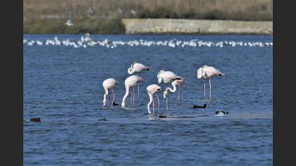 Flamingo