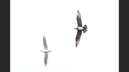 Korsanmartı