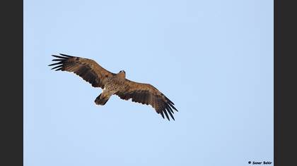 Şah Kartal
