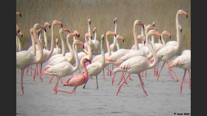 Küçük Flamingo
