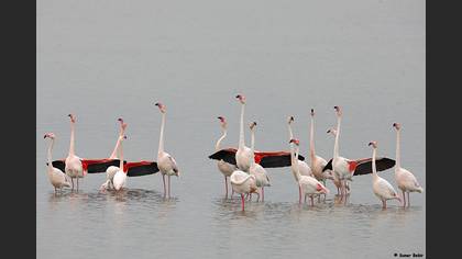 Flamingo