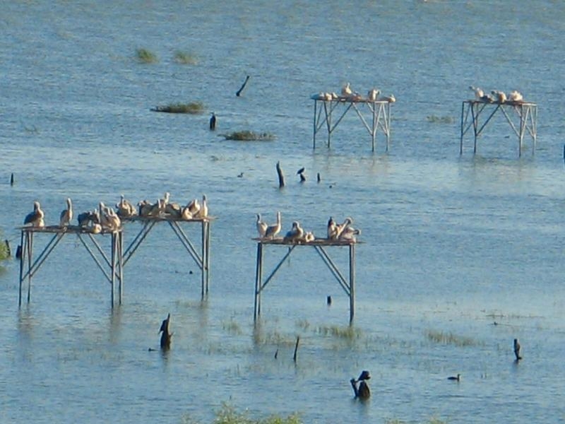 kisi-manyas-kus-cennetinde-geciren-su-kusu-sayisinda-artis