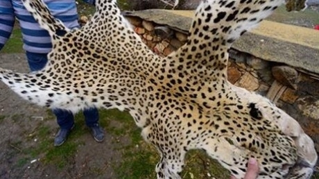 leopar-36-yil-sonra-siirtte-ortaya-cikti