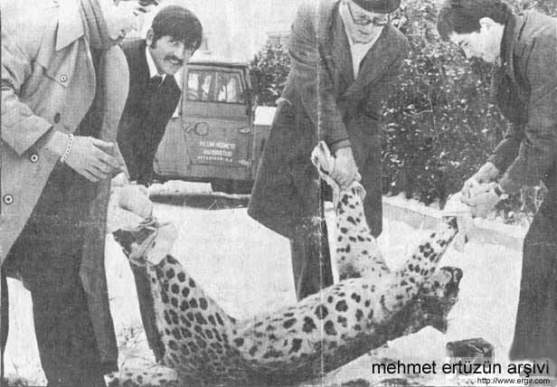 turkiyede-ilk-kez-pars-dogal-ortamda-goruntulendi-mi-