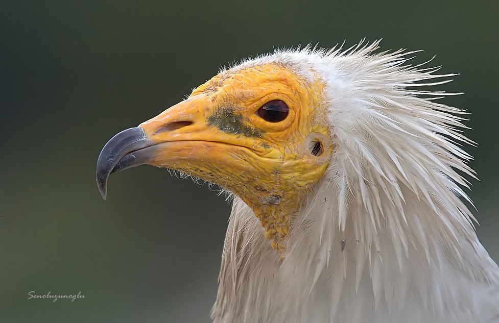 kucuk-akbabalar-hatayda-yol-degistiriyor