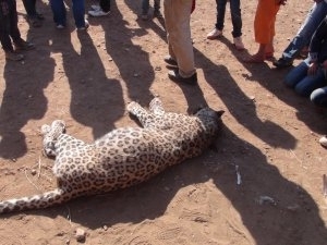 diyarbakirda-cobana-leopar-saldirdi!