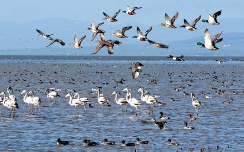 izmir-kus-cennetine-hizmeti-gecenlere-plaket-verilecek