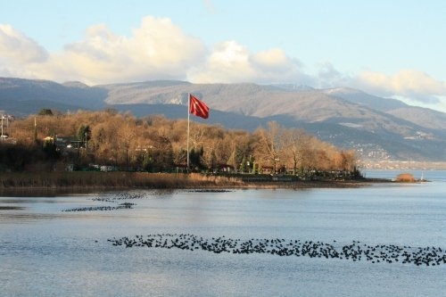 sapanca-golunu-bu-kus-kurtaracak