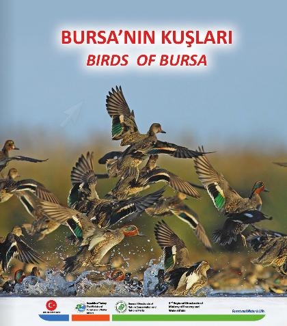bursanin-kuslari