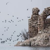 beysehir-golunde-153-kus-turu-yasiyor