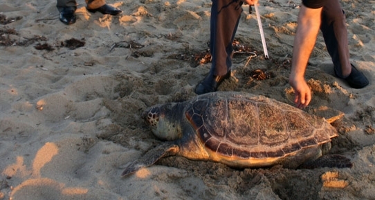 ayvalikta-caretta-carettayi-olduren-malzeme-cok-tanidik