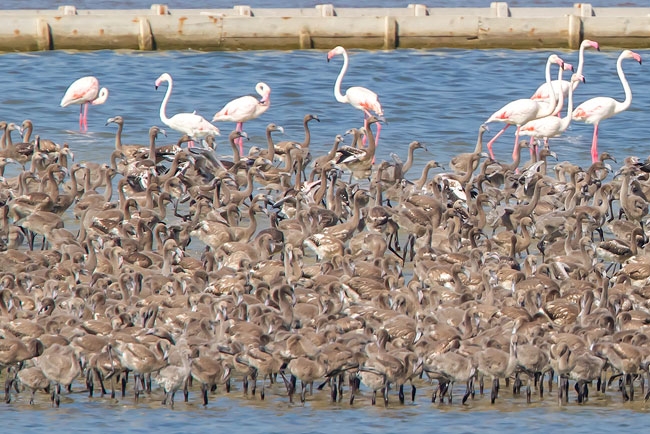 izmir-kus-cennetinde-binlerce-flamingo-yavrusu